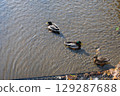 A duck swimming a river 129287688