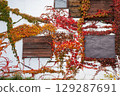 Autumn tinted ivy 129287691
