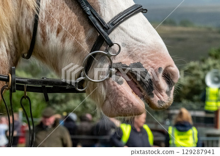 Close up of horse face and harness Close up of horse face and harness 129287941