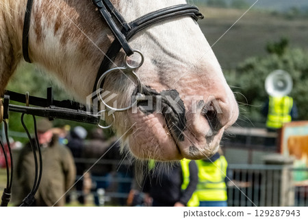 Close up of horse face and harness 129287943
