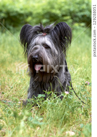 Skye Terrier dog sitting and looking at the camera on white 129288051