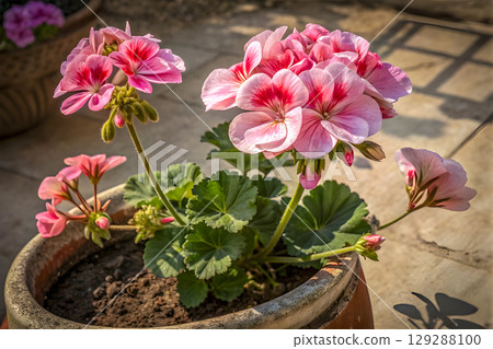 beautiful pink flower in a pot 129288100