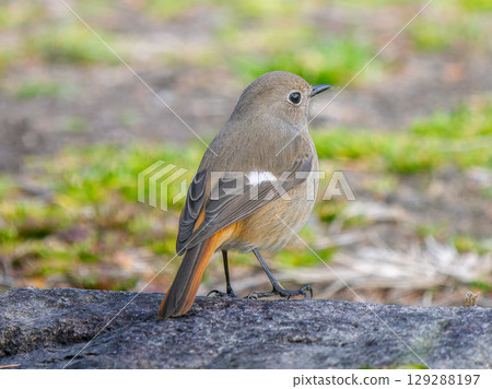 Female Daurian Redstart walking on the ground 129288197