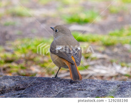 Female Daurian Redstart walking on the ground Female Daurian Redstart walking on the ground 129288198