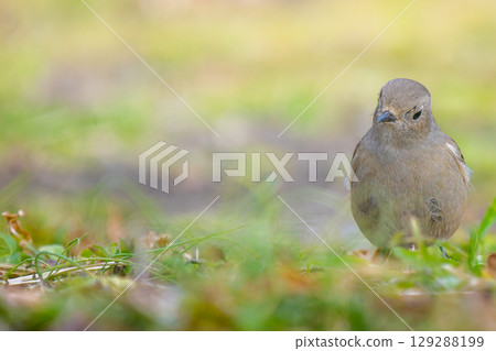 Female Daurian Redstart walking on the ground, copy space Female Daurian Redstart walking on the ground, copy space 129288199