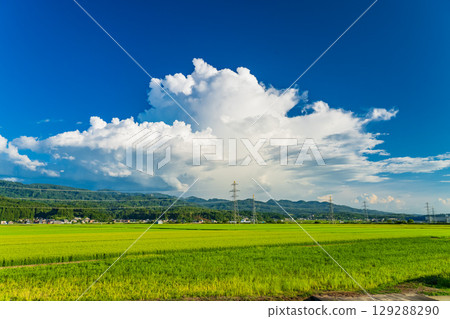 《新潟縣》夏日田園風光:長岡大地 《新潟縣》夏日田園風光:長岡大地 129288290