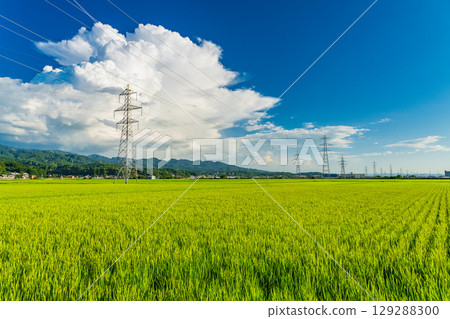 <<Niigata Prefecture>> Summer rural landscape: Nagaoka land 129288300