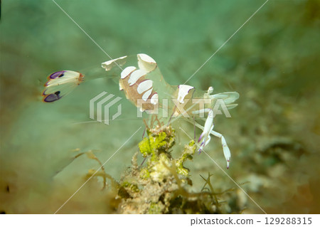 A super macro photo of a Holthuis cleaner shrimp, Ancylomenes holthuisi 129288315