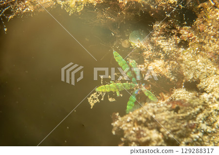 A close-up picture of underwater sea weed in Puerto Galera, Philippines 129288317