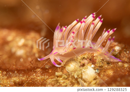 A beautiful sea slug in purple and white color. Nudibranch Flabellina in a tropical coral reef 129288325