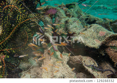 Underwater Tropical Corals Reef with colorful sea fish. Tropical colourful underwater seascape. 129288332