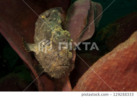 A painted frogfish, Antennarius pictus hiding in a marine environment. A painted frogfish, Antennarius pictus hiding in a marine environment. 129288333