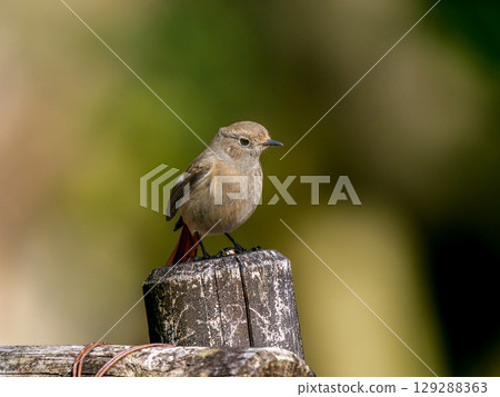 A female Daurian redstart perched on a post 129288363