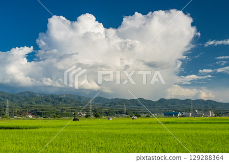 <<Niigata Prefecture>> Summer rural landscape: Nagaoka land 129288364
