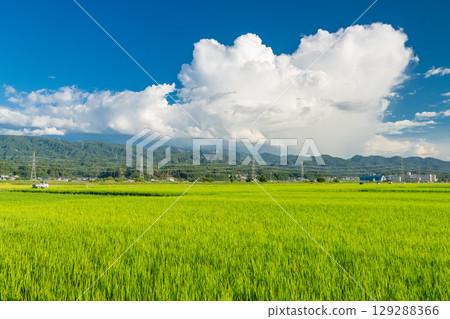 <<Niigata Prefecture>> Summer rural landscape: Nagaoka land 129288366