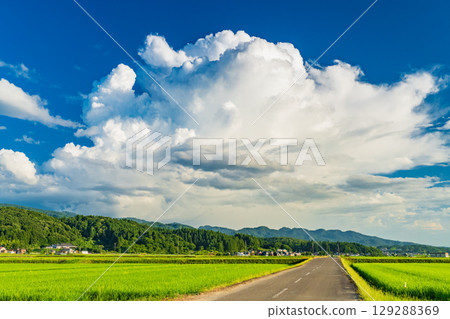 《新潟縣》夏日田園風光：長岡大地 129288369