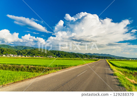 《新潟縣》夏日田園風光：長岡大地 129288370