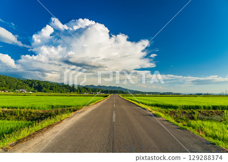 《新潟縣》夏日田園風光：長岡大地 129288374