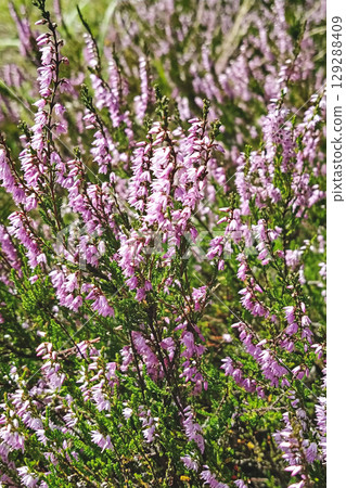 Heather blossoms in soft lilac hues, heather stems weave upward through sunlight, heather creates layered floral pattern blending gentle color and fine natural texture 129288409