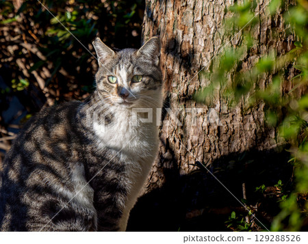 Stray cat up 129288526