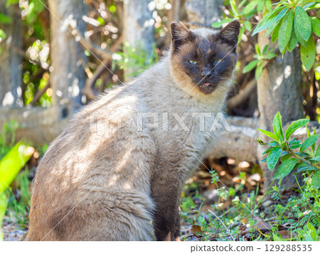 Stray cat up Stray cat up 129288535