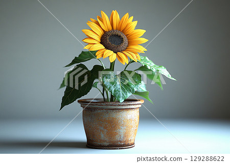 Home decor. Gardening concept. Potted sunflower plant with yellow flowers on a white background. 129288622