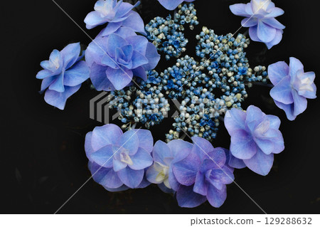 晚上盛開的繡球花 129288632