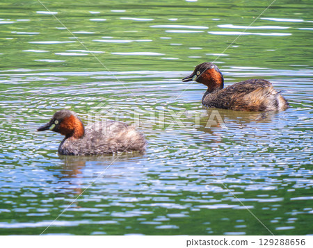 Grebe swimming in a pond Grebe swimming in a pond 129288656