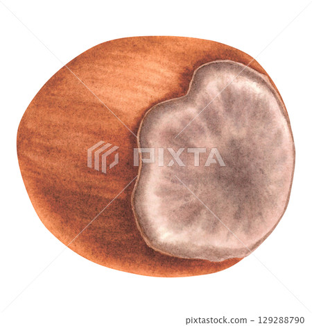 Whole hazelnut, rear view. Hand drawn watercolor illustration of forest filbert nut with shell on isolated background. Botanical drawing of vegan food perfect for label, logo, packaging design. 129288790