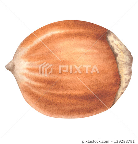Whole hazelnut, side view. Hand drawn watercolor illustration of forest filbert nut with shell on isolated background. Botanical drawing of vegan food perfect for label, logo, packaging design. 129288791