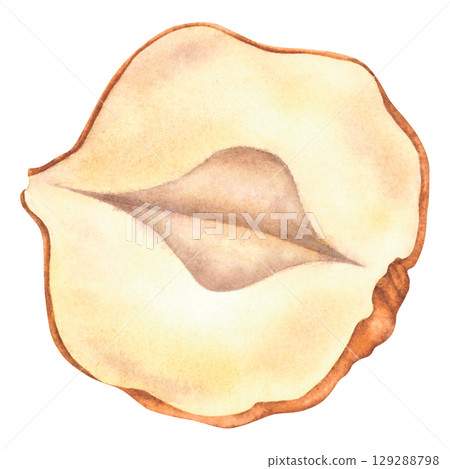 Hazelnuts split in half without shell. Hand drawn watercolor illustration of forest filbert nut on isolated background. Botanical drawing of vegan food perfect for label, logo, packaging design. Hazelnuts split in half without shell. Hand drawn watercolor illustration of forest filbert nut on isolated background. Botanical drawing of vegan food perfect for label, logo, packaging design. 129288798