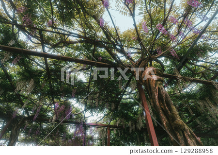 Wisteria flower beginning to bloom Wisteria flower beginning to bloom 129288958