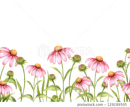 Pink Echinacea Seamless Border Pattern 129289505