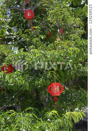 Red traditional Buddhist lanterns on a tropical tree at Hua Da Bao Monastery, in Nha Trang, Vietnam 129289525