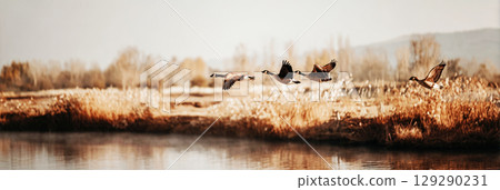 Geese glide gracefully over a tranquil river reflecting the warm hues of autumn foliage as golden reeds sway gently in the cool breeze during sunset 129290231