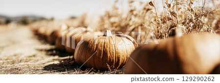 Rows of bright pumpkins sit in a sunlit field surrounded by dried crops. The golden hues represent the essence of autumn, creating a warm and inviting atmosphere for harvest season activities Rows of bright pumpkins sit in a sunlit field surrounded by dried crops. The golden hues represent the essence of autumn, creating a warm and inviting atmosphere for harvest season activities 129290262