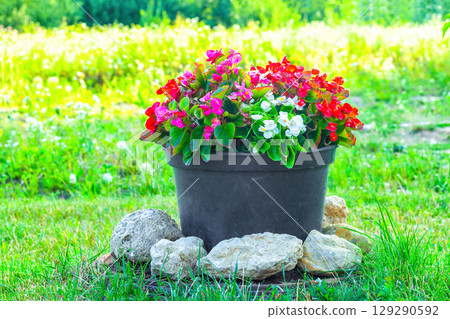 Red and white Begonia flower growing in black pot in summer sunny garden Red and white Begonia flower growing in black pot in summer sunny garden 129290592
