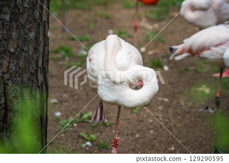 American Flamingo walking in a pond 129290595
