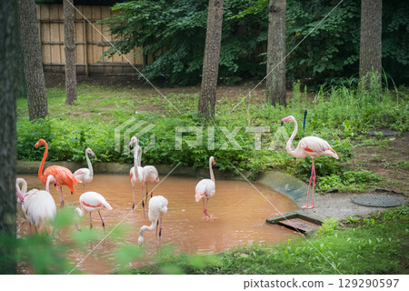 American Flamingo walking in a pond American Flamingo walking in a pond 129290597