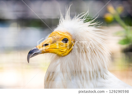 Egyptian vulture close-up detail. White vulture with yellow bill Egyptian vulture close-up detail. White vulture with yellow bill 129290598