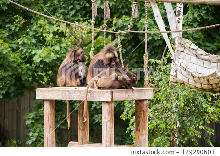 Gelada baboon Theropithecus gelada, the bleeding-heart monkey. Female and male Gelada baboon Theropithecus gelada, the bleeding-heart monkey. Female and male 129290601