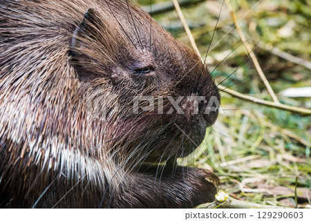 Eating white-tailed porcupine. Close-up of animal eating 129290603