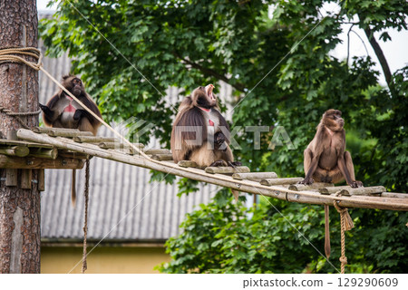 Gelada baboon Theropithecus gelada, the bleeding-heart monkey. Female and male Gelada baboon Theropithecus gelada, the bleeding-heart monkey. Female and male 129290609