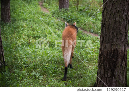 Maned wolf in the zoo 129290617