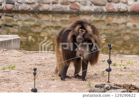 Alpha male of endemic animal monkey Gelada baboon 129290622
