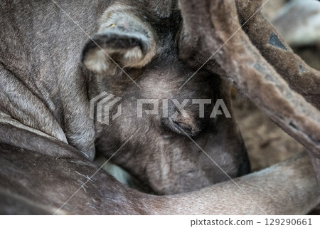Deer lies relaxed on the meadow Deer lies relaxed on the meadow 129290661