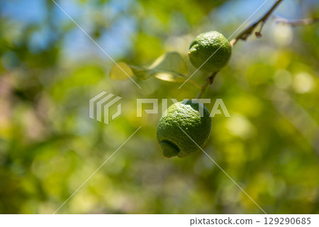 Close-up green lime with flower hanging on tree, Greece 129290685