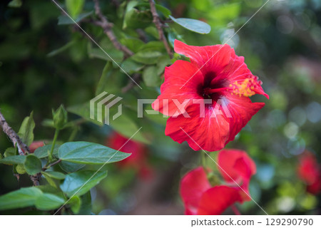 Hibiscus rosa-sinensis blooms with red flowers. Rhodes 129290790