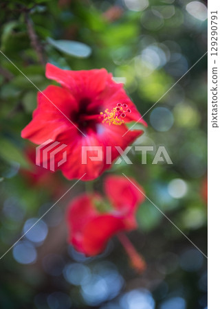 Hibiscus rosa-sinensis blooms with red flowers. Rhodes 129290791