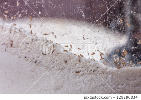 Liposcelis bostrychophila pest in flour. Tiny Trogium pulsatorium (booklouse) in glass jar, soft focus Liposcelis bostrychophila pest in flour. Tiny Trogium pulsatorium (booklouse) in glass jar, soft focus 129290834